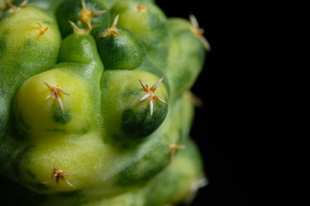 Close up, detail spine shoot of Coryphantha elephantidens cv. Titan variegated. Isolated on black background color. image photoの写真素材