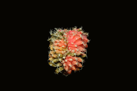 Close up of gymnocalycium mihanovichii cristata variegated. Isolated on black background. image photoの写真素材