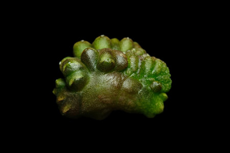 Close up of gymnocalycium mihanovichii daydream cristata. Isolated on black background. image photoの写真素材