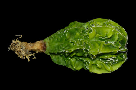 Full body of Astrophytum Myriostigma Hakujo Fukuryu six rib new hybrid variegated in green yellow lemon color. Isolated on black background. Image photoの写真素材
