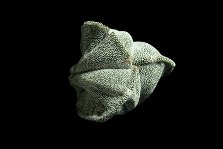 Close up top view of Astrophytum Myriostigma coahuilense tricostatum or three ribs in green color full of white dots. Isolated on black background. Image photoの写真素材