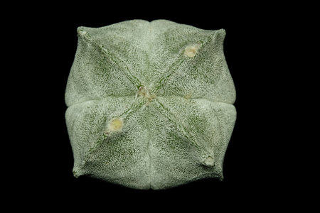Close up top view of Astrophytum Myriostigma Kikko coahuilense quadricostatum. Isolated on black...