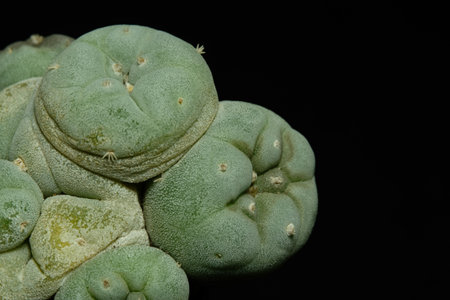 Detail shoots view of Lophophora Fricii Ooibo monstrose peyote cactus plant. Isolated on black background color. image photoの写真素材