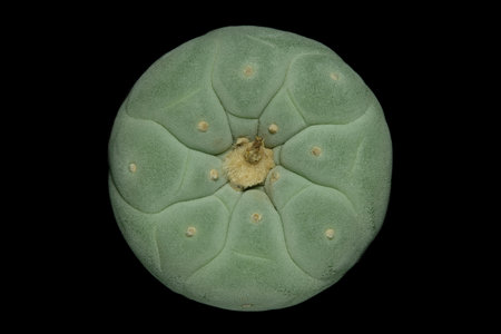 Top view of Lophophora williamsii var. Fricii Ooibo body parts. Isolated on black background.の写真素材