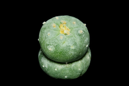 top side view of Lophophora williamsii var. Fricii Tanenaga A Ooibo unique form. Isolated on black background. image photoの写真素材