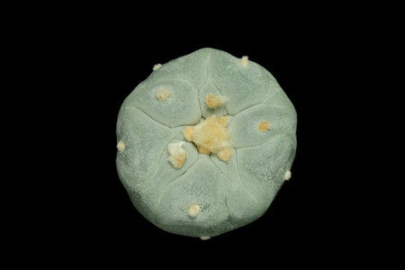 Close up, top view of Lophophora fricii ooibo peyote cactus plant. Isolated on black background color. image photoの写真素材