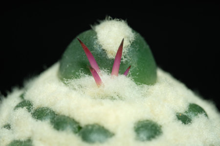 Close up red spine of Coryphantha elephantidens inermis mutant montrose. Isolated on black background. image photoの写真素材