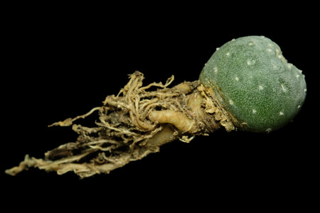 Anatomy body part of Lophophora Fricii Ooibo cristata, peyote cactus plant. Isolated on black background color. image photoの写真素材