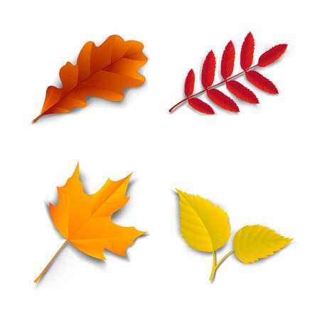 Autumn leaves set oak, maple, ash and birch vector illustrationのイラスト素材