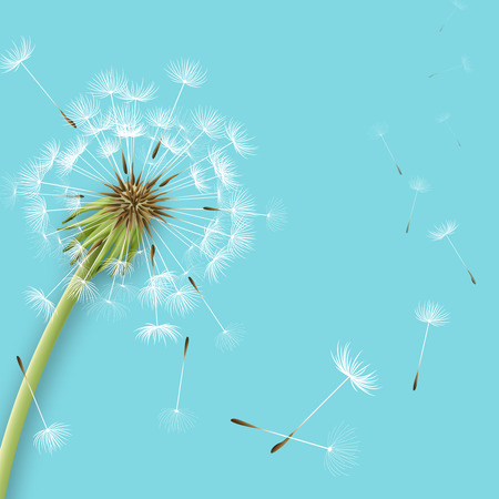 White dandelion with pollens isolated vector illustrationのイラスト素材