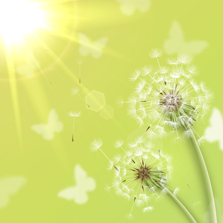 White dandelions with summer sun background vector illustrationのイラスト素材