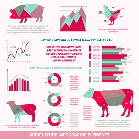 Agriculture info graphics flat design elements of livestock chicken cow pig sheep and chart illustrationのイラスト素材