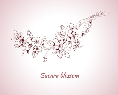Sakura blossom decorative print on pink background sketch illustrationのイラスト素材