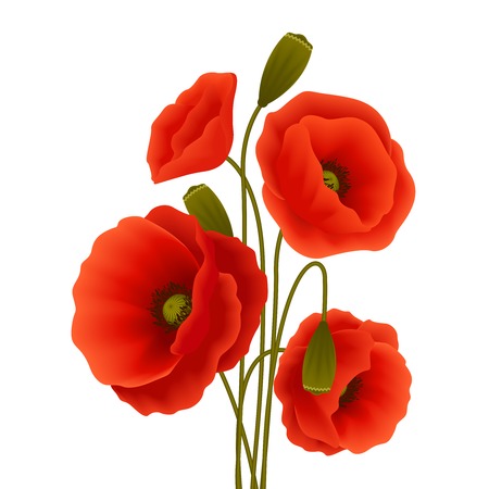 Bunch of red romantic blooming poppy flowers isolated vector illustrationのイラスト素材