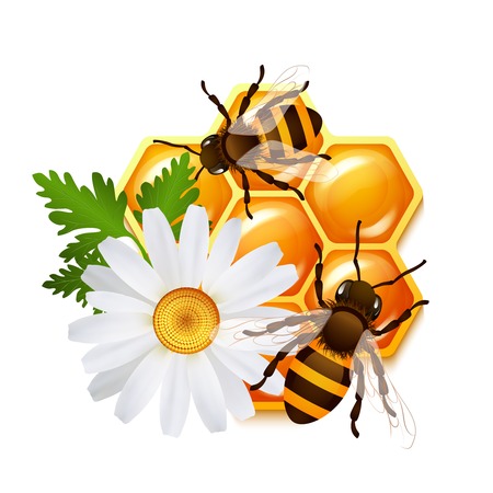 Decorative sweet honeycomb bees and flower camomile emblem vector illustrationのイラスト素材