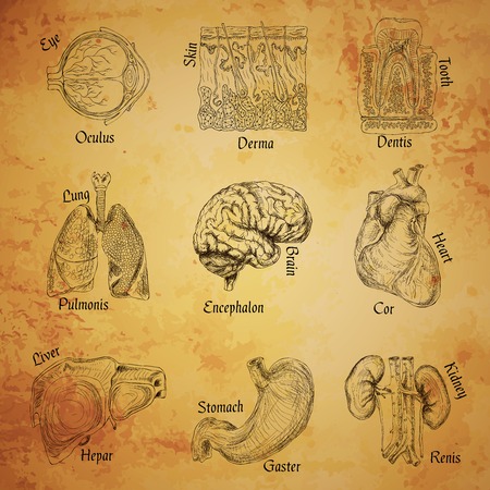 Human organs sketch set of eye skin tooth lung brain isolated vector illustrationのイラスト素材