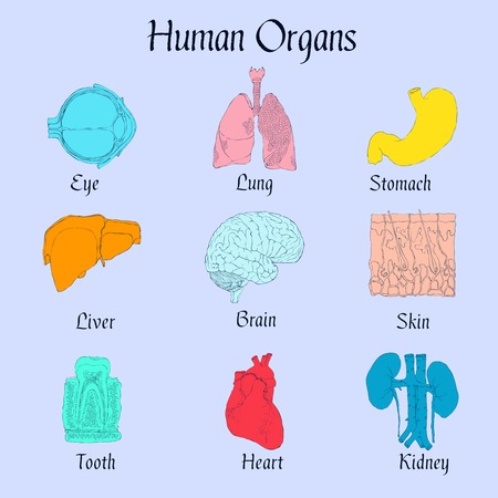 Human organs flat icons set of liver brain skin tooth isolated vector illustrationのイラスト素材