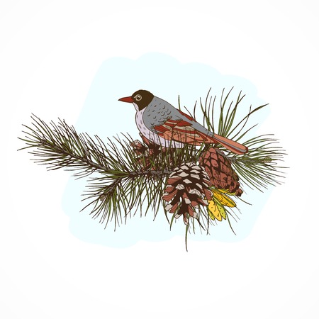 Colored pine branches with cones and sitting bird hand drawn vector illustrationのイラスト素材