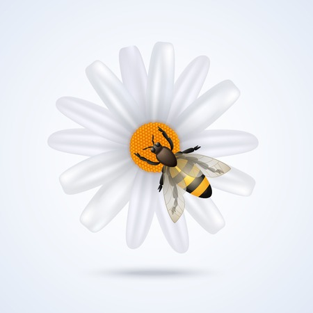 Realistic honey bee on daisy flower isolated on white background vector illustrationのイラスト素材