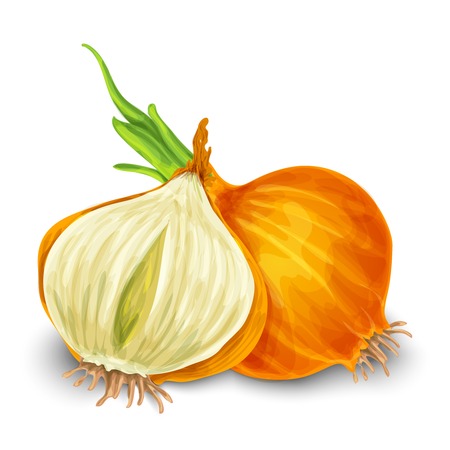 Vegetable organic food onion cut isolated on white background vector illustrationのイラスト素材