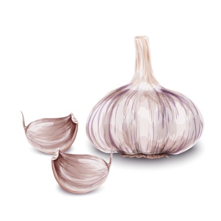 Vegetable organic food realistic fresh garlic isolated on white background vector illustration.のイラスト素材