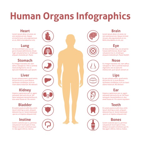 Human organs icons with male figure infographics set vector illustrationのイラスト素材