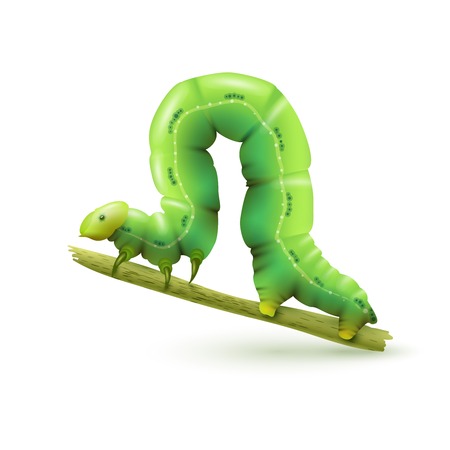 Green caterpillar insect realistic on plant stick on white background vector illustrationのイラスト素材