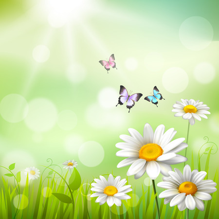 Summer meadow background with white daisy flowers and butterflies vector illustrationのイラスト素材