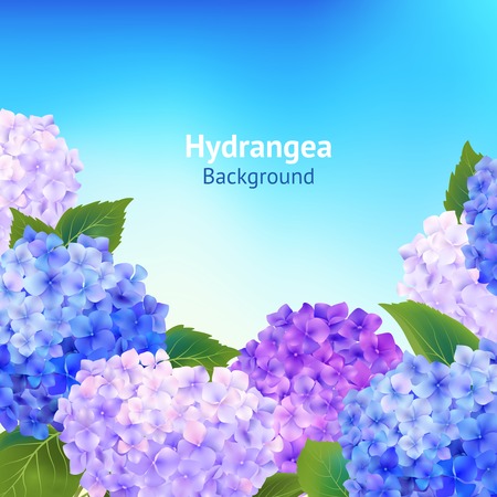 Flowers background with blossoming pink violet and blue hydrangea vector illustrationのイラスト素材