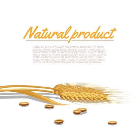 Wheat ear with cereals and natural product text poster vector illustrationのイラスト素材