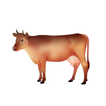 Realistic brown farm cow isolated on white background vector illustrationのイラスト素材