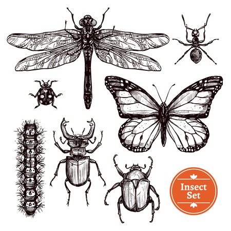 Images set of different insects from ant to butterfly in hand drawn sketch style isolated vector illustrationのイラスト素材