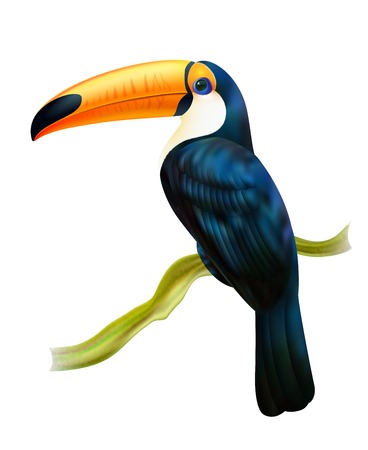 Tropical rainforest fauna toucan bird sitting on a twig colorful realistic image with white background vector illustrationのイラスト素材
