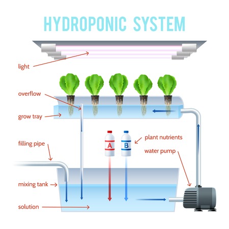 Hydroponics Colored Infographic method of growing plants on artificial environments without soil and explain how vector illustrationのイラスト素材