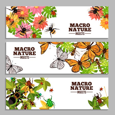 Insects horizontal banners of wasps butterflies bugs beetles and others on flowers and leaves doodle vector illustrationのイラスト素材