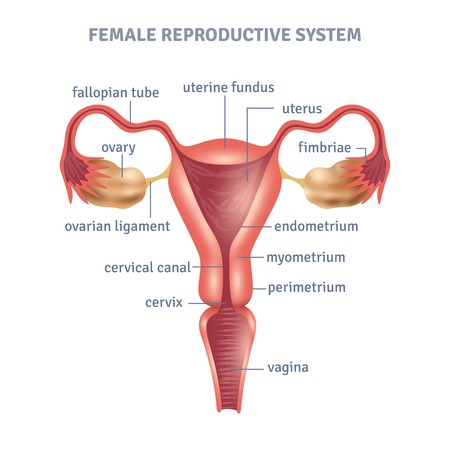 Uterus medical poster with female reproductive system scheme on white background flat vector illustrationのイラスト素材