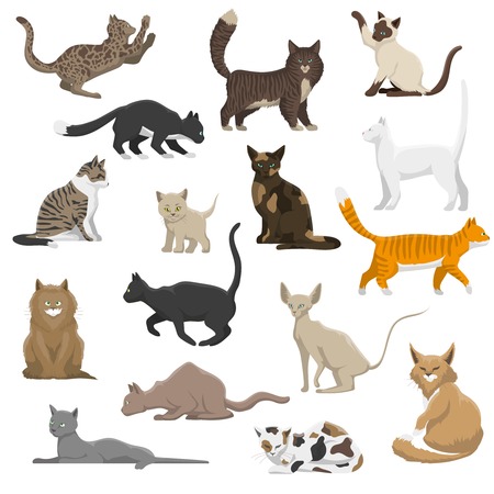 Domestic popular and rare exotic cat breeds flat icons collection with persian and maine coon isolated vector illustrationのイラスト素材