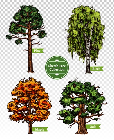 Four colorful deciduous sketch trees set with maple oak birch and pine isolated on transparent background doodle vector illustrationのイラスト素材