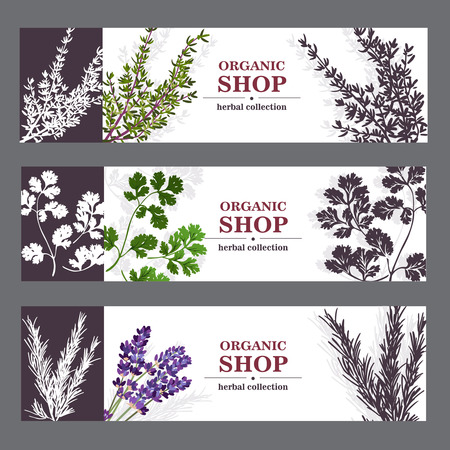 Herbal cards with herbal spices and fragrant lavender on sepia horizontal background vector illustrationのイラスト素材