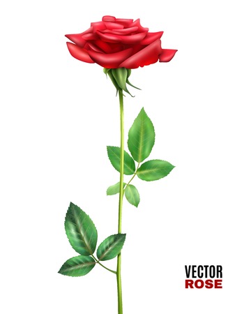 Beautiful blooming red rose flower with stalk and green leaves on white background realistic vector illustrationのイラスト素材