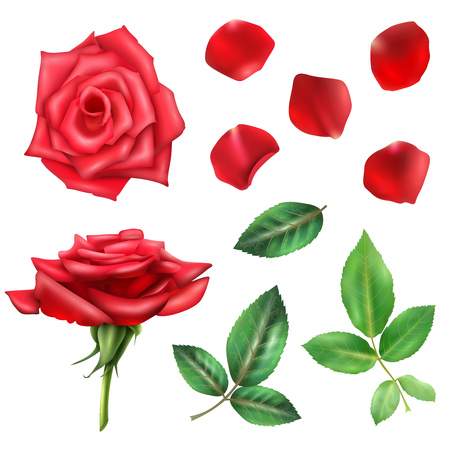 Beautiful blooming red rose flower petals and leaves realistic set isolated on white background vector illustrationのイラスト素材