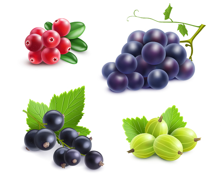 Realistic berries set with cranberry grape gooseberry and black currant on white background isolated vector illustrationのイラスト素材