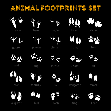 White tracks of different animals pets and birds isolated on black background flat vector illustrationのイラスト素材