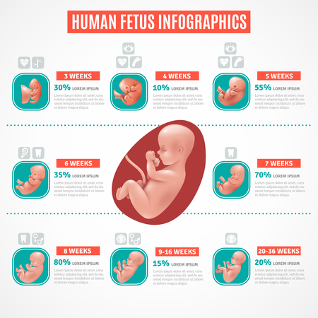 Human fetus infographics layout in realistic style with visual and text information about embryo development vector illustrationのイラスト素材