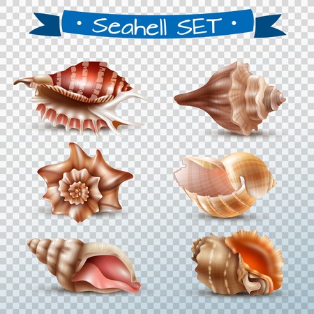 Realistic set of different beautiful seashells isolated on transparent background vector illustrationのイラスト素材