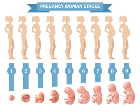 Pregnancy woman stages vector illustration with flat silhouettes of pregnant women and realistic human embryonic development iconsのイラスト素材