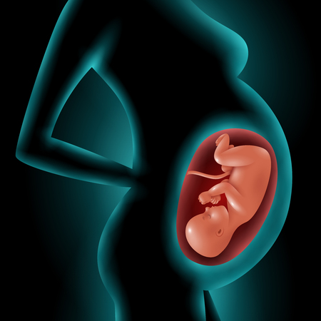 Silhouette of a pregnant woman with highlighted image of her fetus in womb 3d vector illustrationのイラスト素材