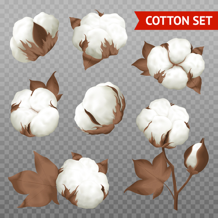 Ripe cotton boll fiber in opened seeds case realistic set plant parts isolated transparent background vector illustrationのイラスト素材