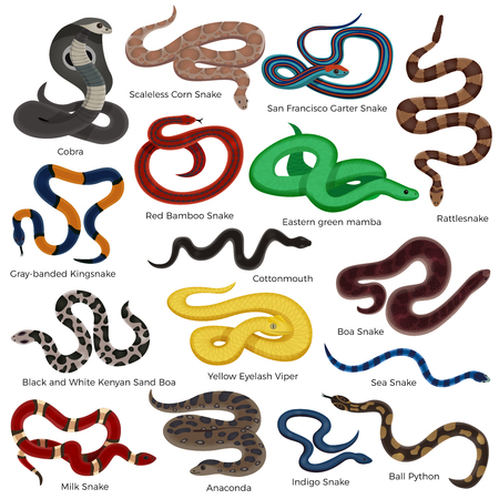 Poisonous snake colored decorative icons set with description of reptiles types isolated on white background cartoon vector illustrationのイラスト素材