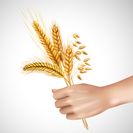 Spikelets of cereals including wheat, barley, oat in female hand realistic composition on white background vector illustrationのイラスト素材